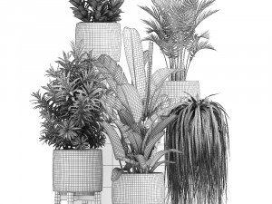 collection of exotic plants in pots 11 3Dモデル
