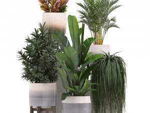 collection of exotic plants in pots 11 3Dモデル