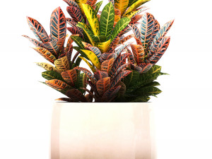 collection of exotic plants in pots 11 3Dモデル