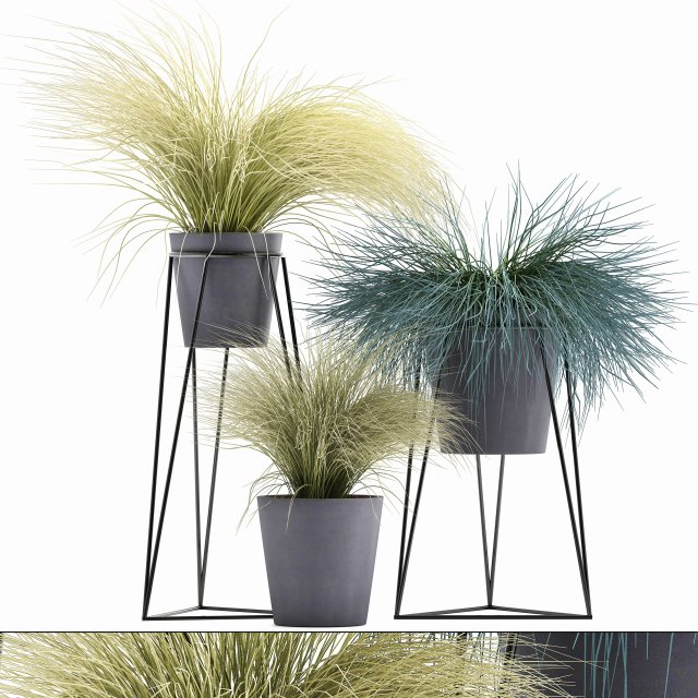 collection of ornamental grass plants tussock 3D-Modell .c4d .max .obj .3ds .fbx .stl .blend 