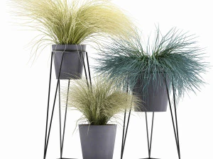 cole&ccedil;&atilde;o de plantas ornamentais de grama touceira Modelo 3D