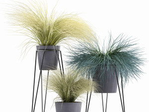 collection of ornamental grass plants tussock 3D-Modell