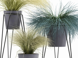 collection of ornamental grass plants tussock 3D-Modell