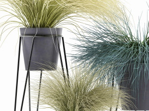 collection of ornamental grass plants tussock 3D-Modell