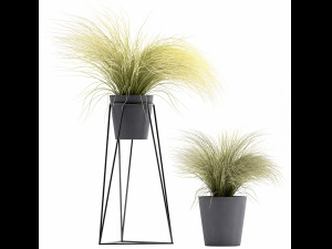 collection of ornamental grass plants tussock 3D-Modell