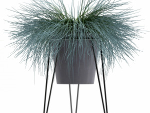 collection of ornamental grass plants tussock 3D-Modell