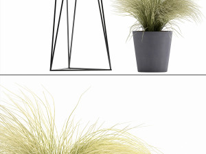 collection of ornamental grass plants tussock 3D-Modell