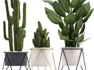 collection of ornamental plants 3D Model