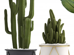 collection of ornamental plants 3D Model