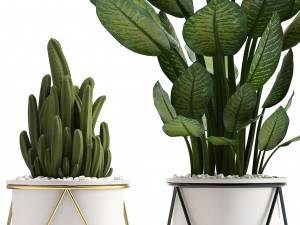 collection of ornamental plants 3D Model