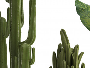 collection of ornamental plants 3D Model