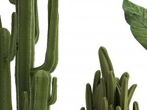 collection of ornamental plants 3D Model