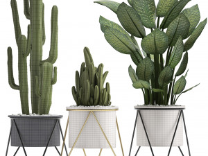collection of ornamental plants 3D Model