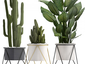 collection of ornamental plants 3D Model