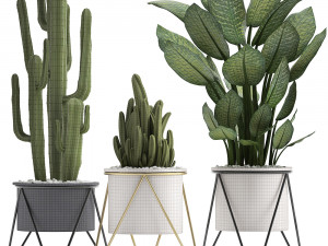collection of ornamental plants 3D Model