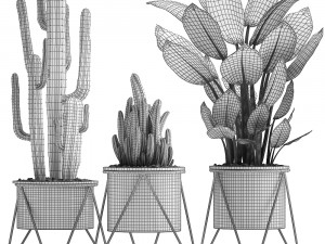 collection of ornamental plants 3D Model