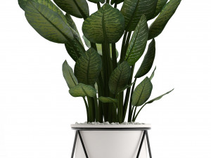 collection of ornamental plants 3D Model