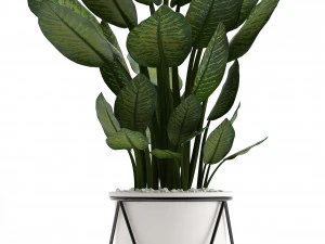 collection of ornamental plants 3D Model