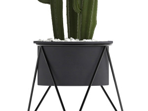 collection of ornamental plants 3D Model