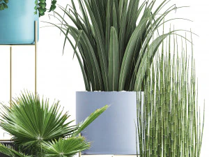 collection of ornamental plants 3D Model