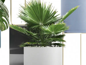 collection of ornamental plants 3D Model