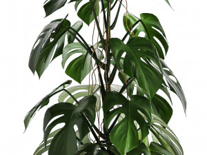 collection of ornamental plants 3D Model