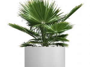 collection of ornamental plants 3D Model