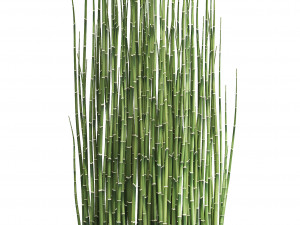 collection of ornamental plants 3Dモデル