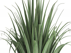 collection of ornamental plants 3Dモデル