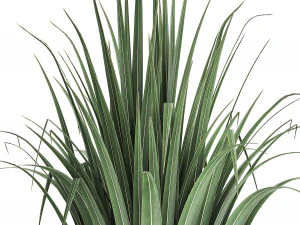 collection of ornamental plants 3D Model