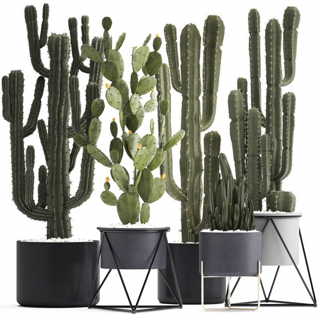 collection of exotic cactus plants Modelo 3D .c4d .max .obj .3ds .fbx .stl .blend 