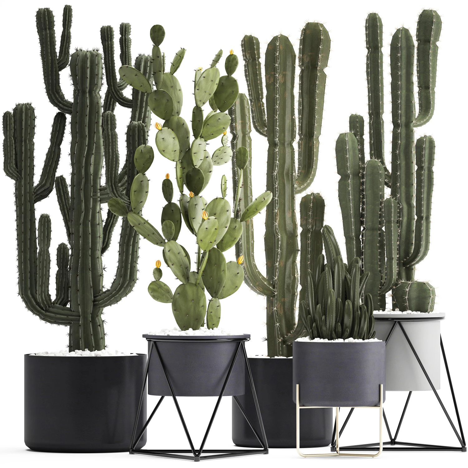 collection of exotic cactus plants 3D Model .c4d .max .obj .3ds .fbx .stl .blend 