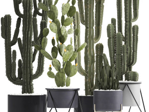collection of exotic cactus plants 3D Model