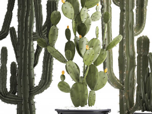 collection of exotic cactus plants Modelo 3D