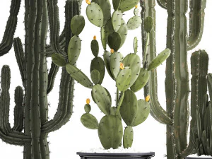 collection of exotic cactus plants 3D Model