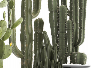 collection of exotic cactus plants Modelo 3D
