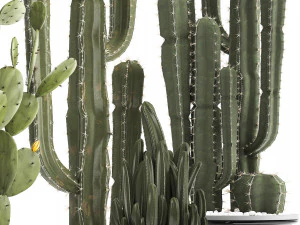collection of exotic cactus plants 3D Model