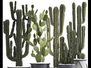 collection of exotic cactus plants Modelo 3D