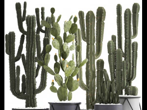 collection of exotic cactus plants 3D Model