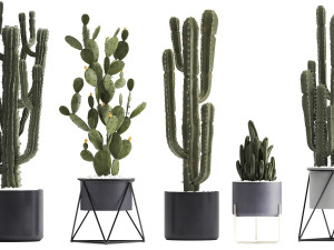 collection of exotic cactus plants Modelo 3D