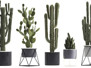 collection of exotic cactus plants 3D Model