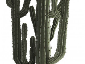 collection of exotic cactus plants Modelo 3D