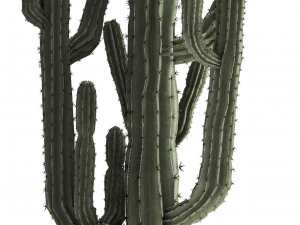 collection of exotic cactus plants 3D Model