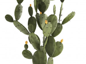 collection of exotic cactus plants Modelo 3D