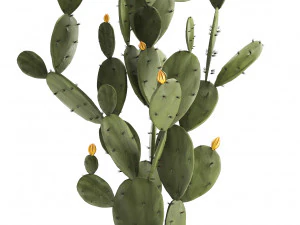 collection of exotic cactus plants 3D Model