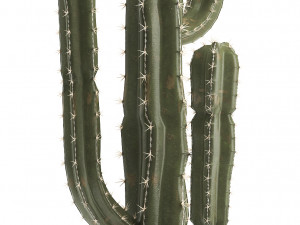 collection of exotic cactus plants Modelo 3D