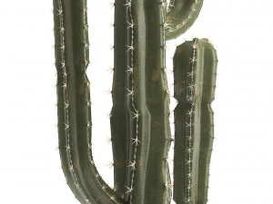 collection of exotic cactus plants 3D Model