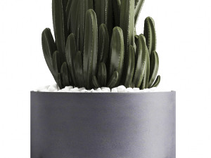 collection of exotic cactus plants Modelo 3D