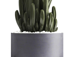collection of exotic cactus plants 3D Model