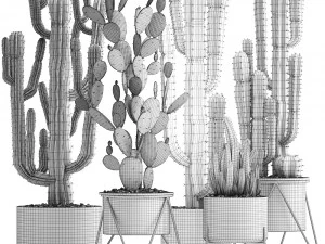 collection of exotic cactus plants 3D Model